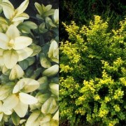 Buxus sempervirens aurea / Arany buxus puszpáng